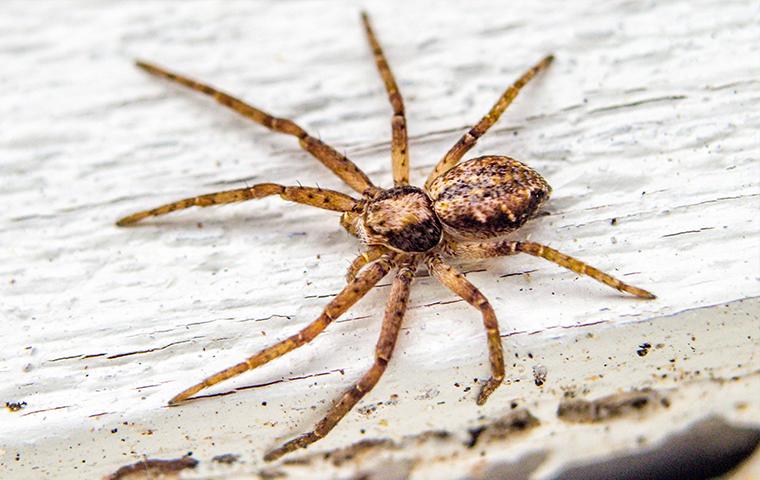 Types Of Spiders Simple Pest Management