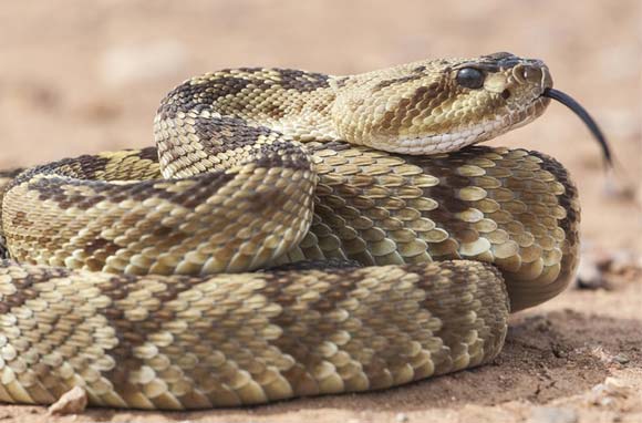 Snake Deterrent Program | Simple Pest Management