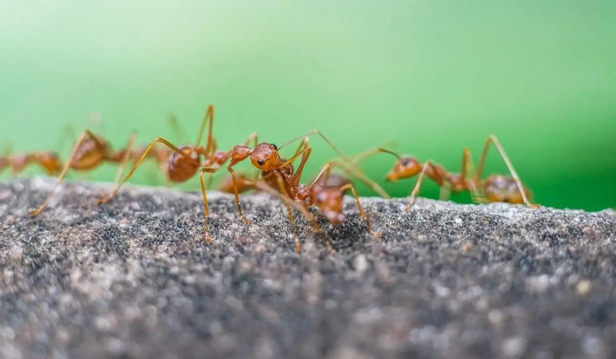 10 Natural Ant Repellents Simple Pest Management   Red Imported Fire Ant Action Of Fire Ant 2022 11 16 19 51 47 Utc  1   1   1 .webp