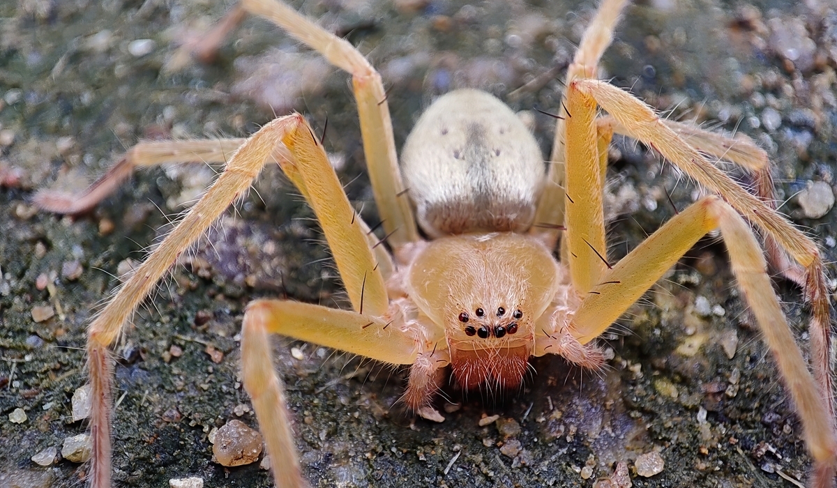 Are There Brown Recluse Spiders In Southern California? | Simple Pest ...