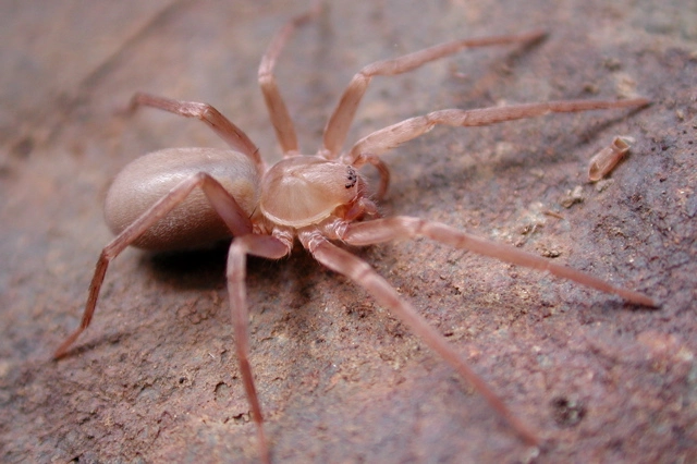 Titiotus Spider