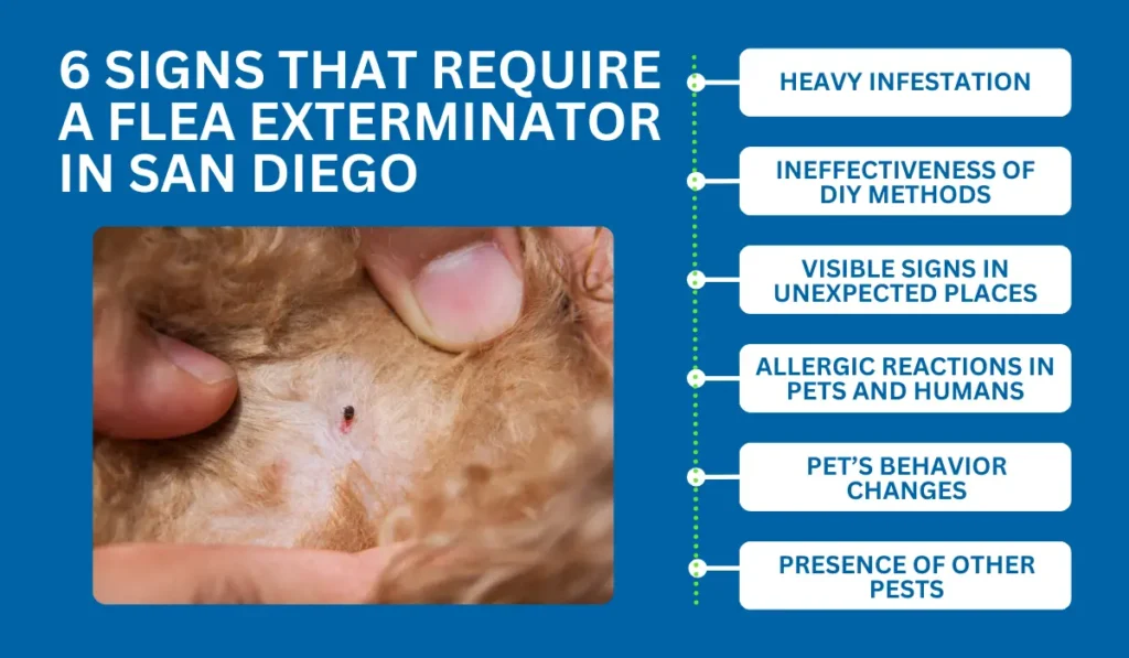 Signs That Require a Flea Exterminator