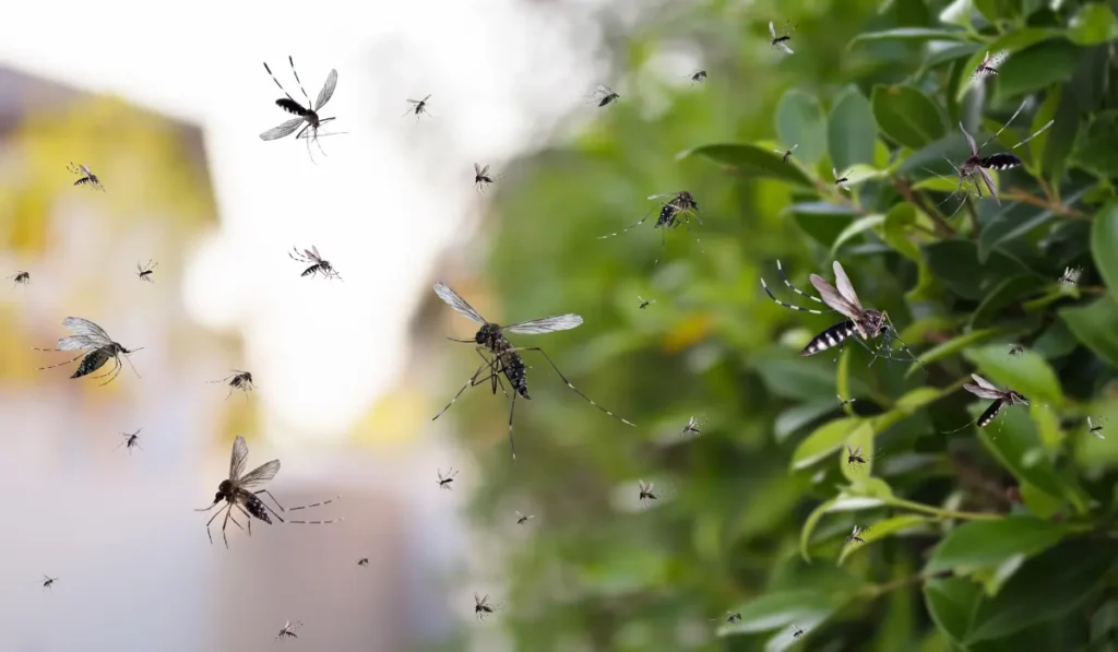 Swarm of mosquitoes flying