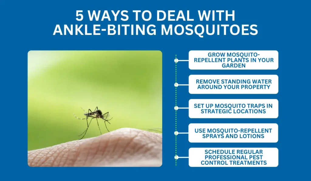 5 Ways to Deal With Ankle-Biting Mosquitoes in San Diego