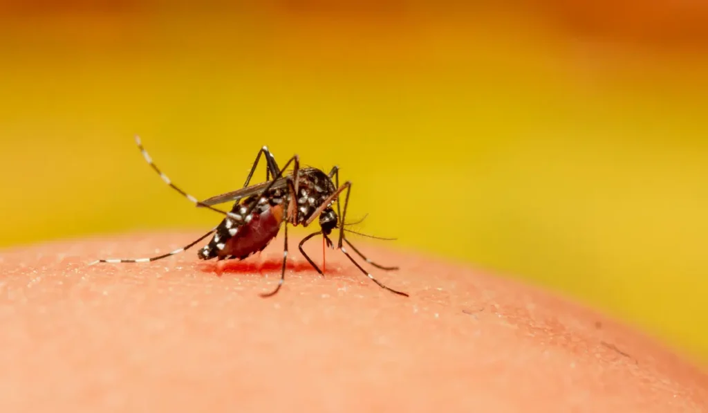 mosquito on a skin