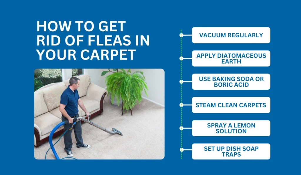 How to Get Rid of Fleas in Your Carpet in 6 Ways