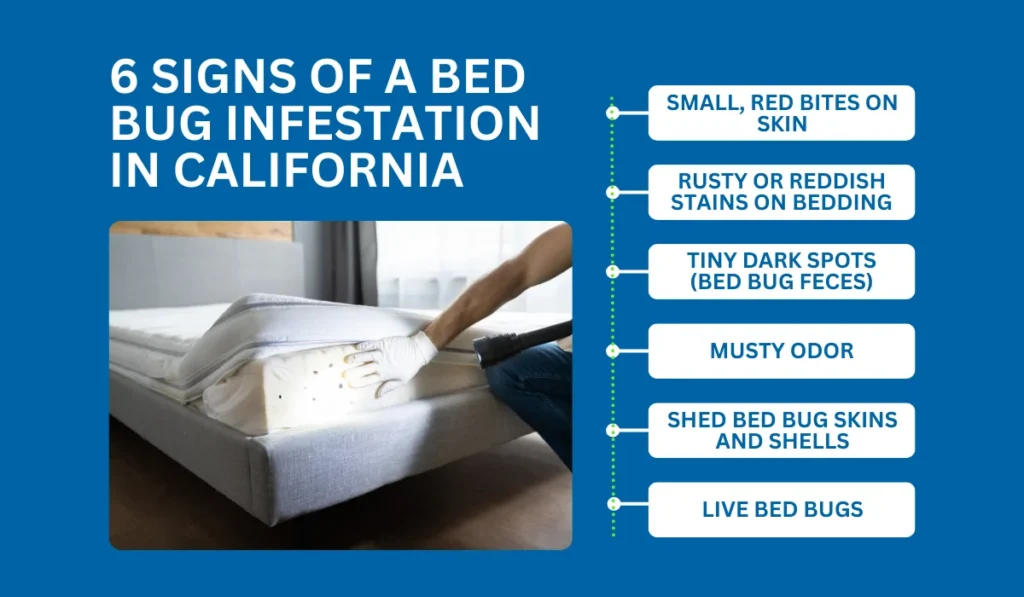 How to Identify the Signs of a Bed Bug Infestation in California