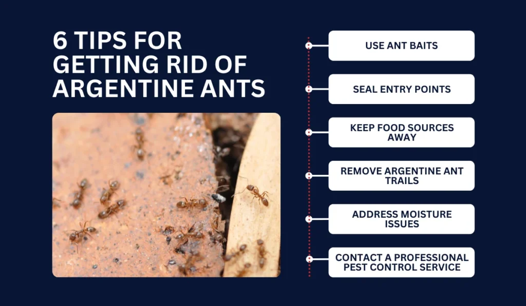 6 Tips for Getting Rid of Argentine Ants