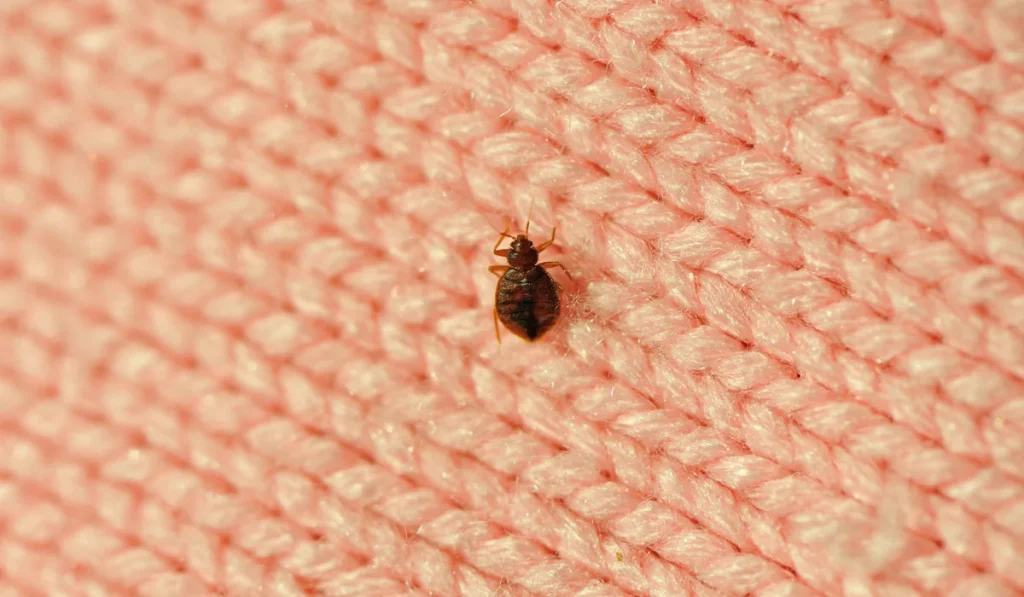 A single bed bug on a blanket fiber