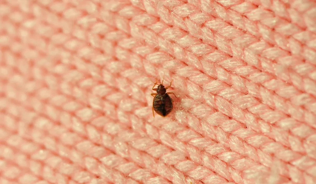 A single bed bug on a blanket fiber