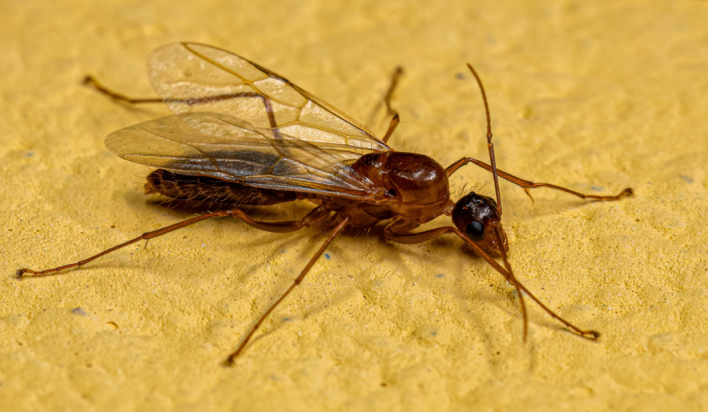 Adult Male Winged Carpenter Ant