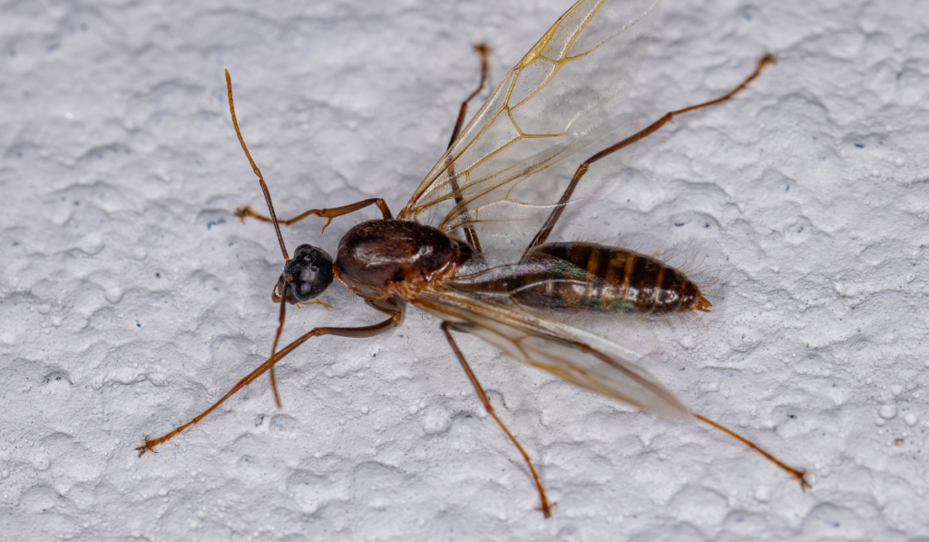 Adult Male Winged Carpenter Ant