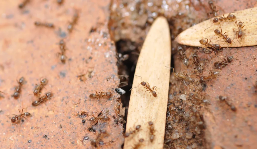 Argentine Ants