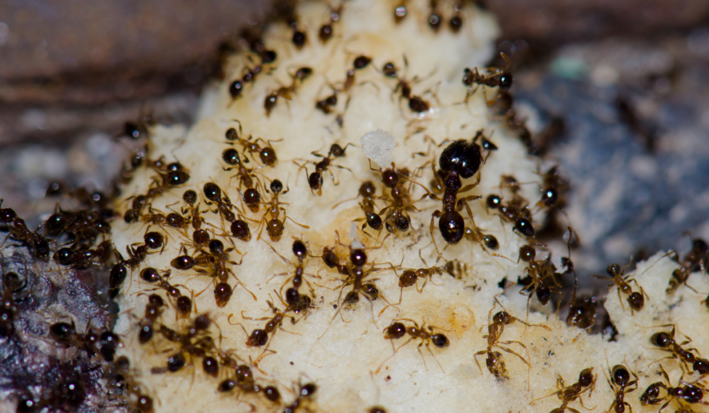 Argentine Ants