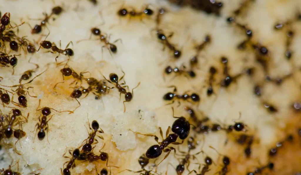 Argentine ants feeding on food scraps