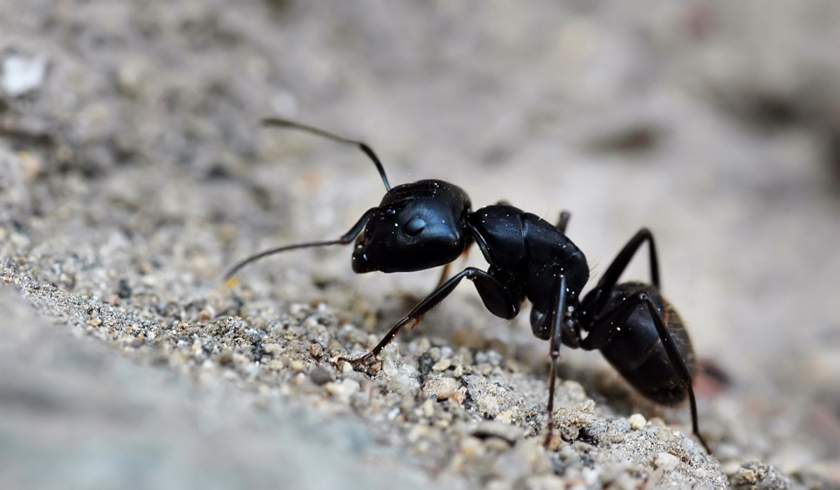 Little Black Ants