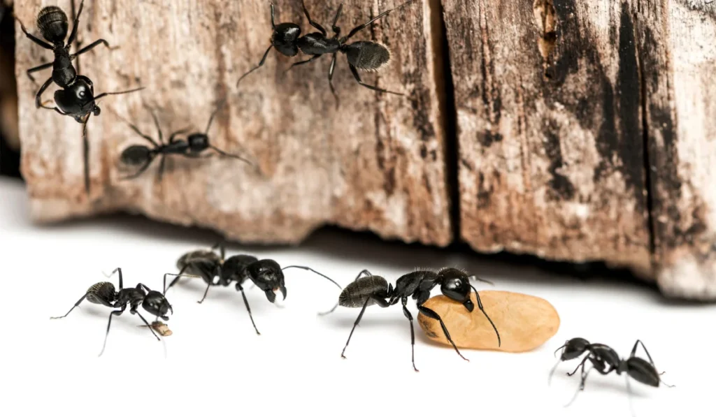 Black Carpenter Ants