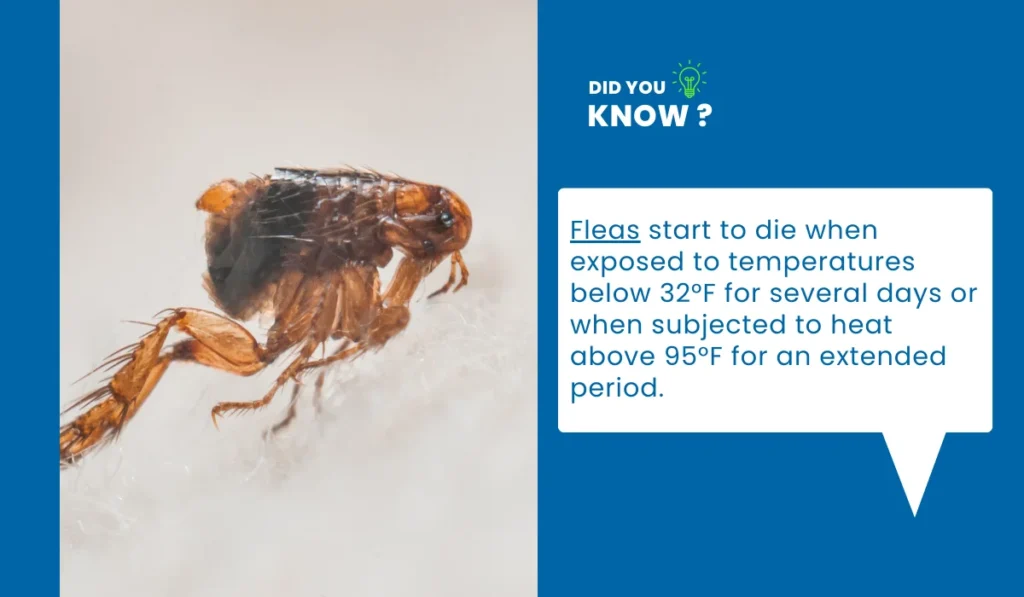 At What Temperature Do Fleas Die?