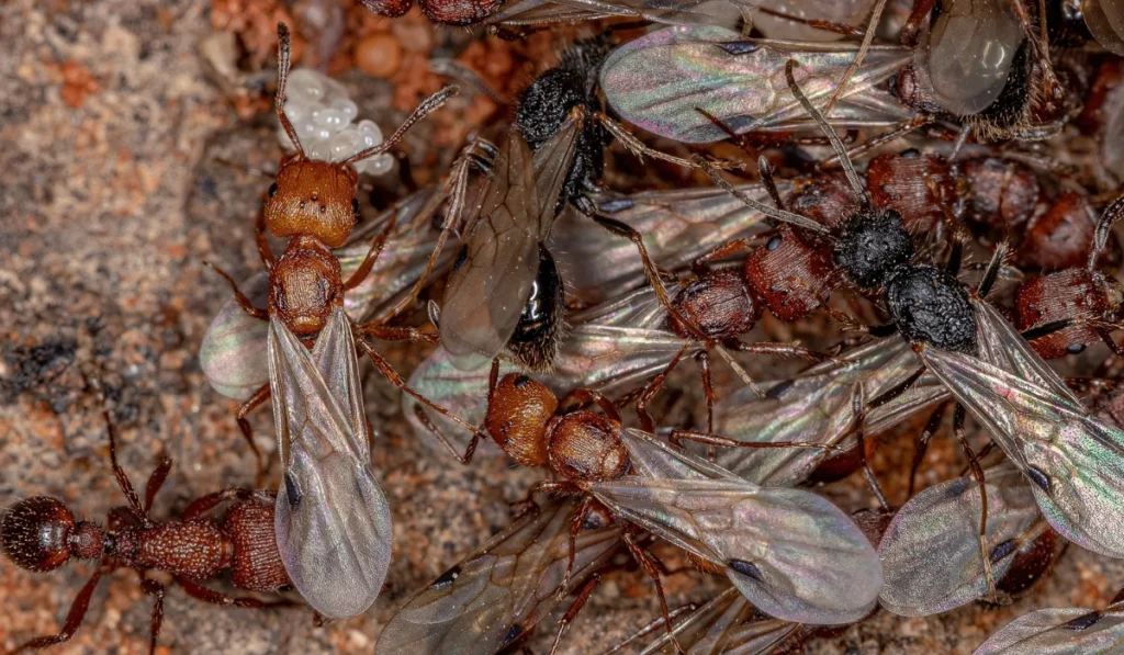 Harvester Ants