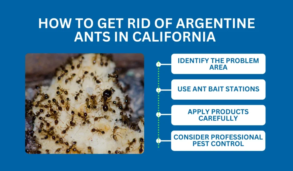 How to Get Rid of Argentine Ants in California