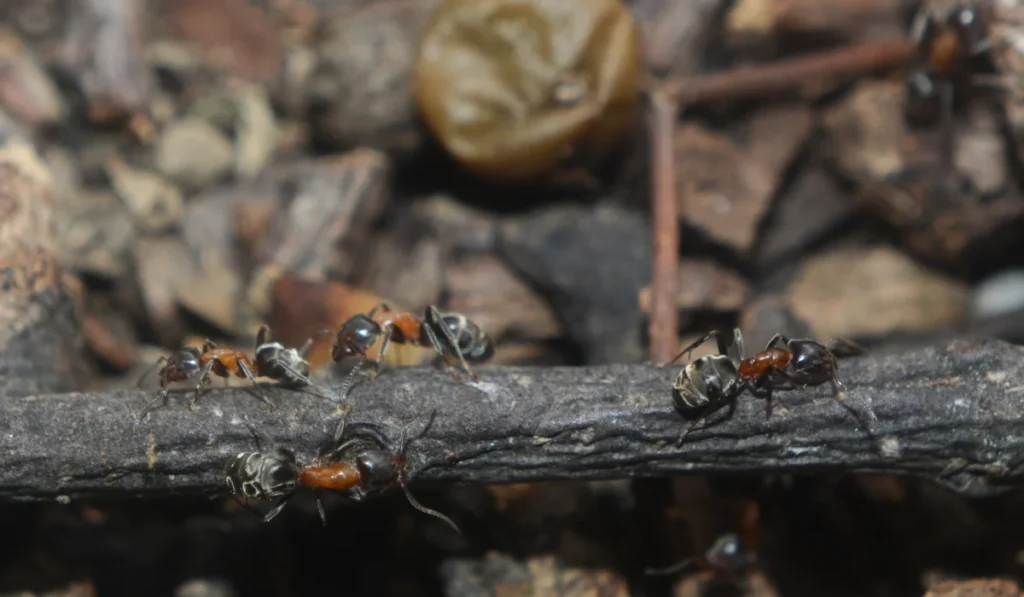 Velvety Tree Ants