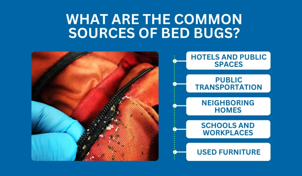 Common Sources of Bed Bugs