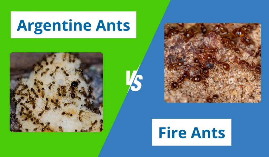 argentine ants vs fire ants