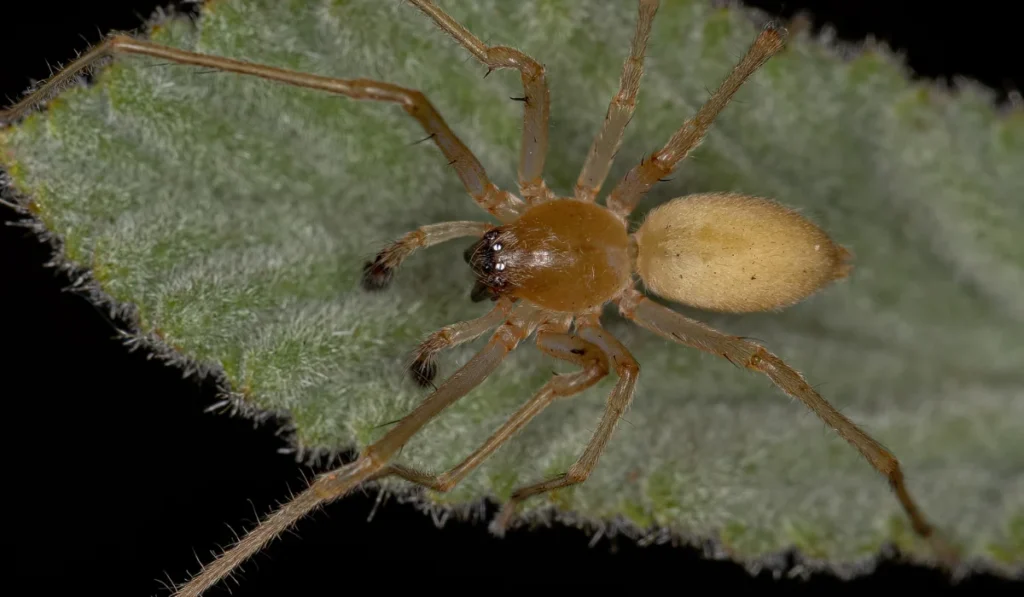 Adult Male Longlegged Sac Spider