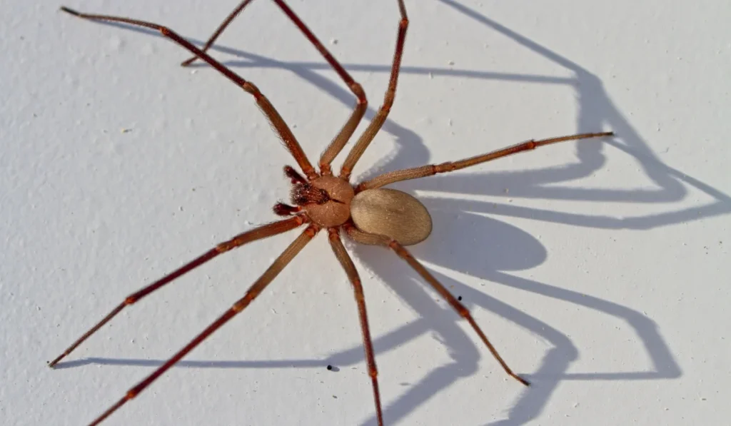 Brown Recluse Spiders