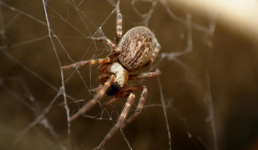 Common House Spiders