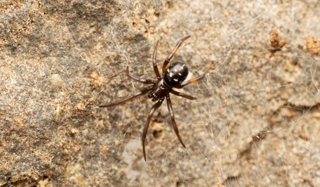 False Black Widow Spider