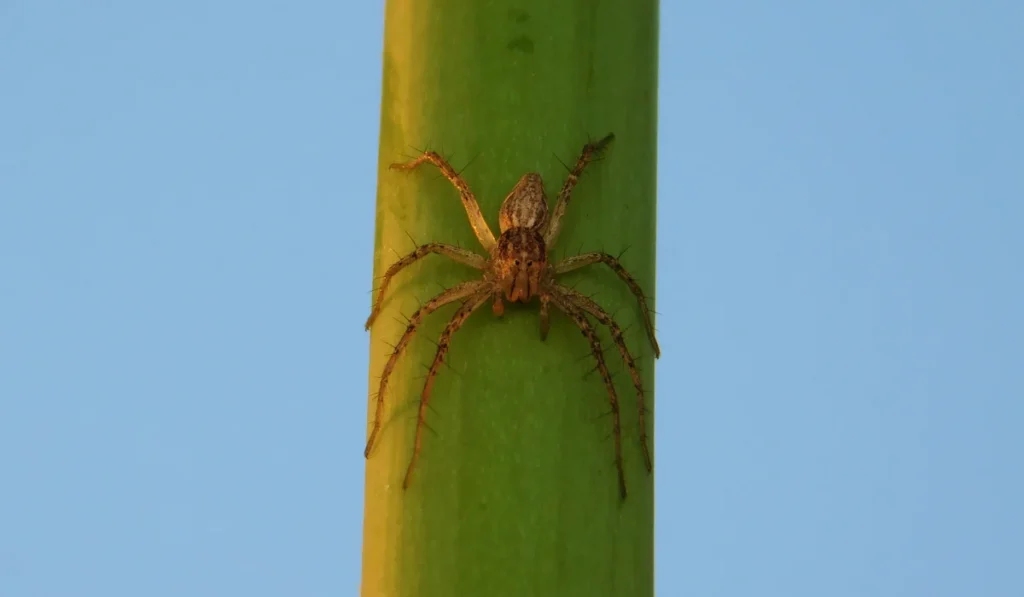 Grass Spider