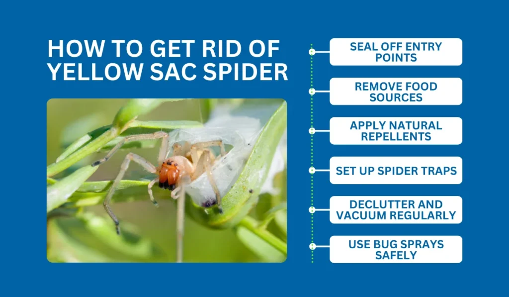 How to Get Rid of Yellow Sac Spider