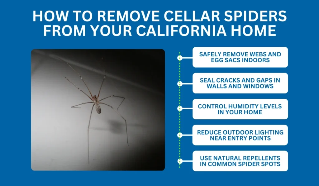 How to Remove Cellar Spiders from Your California Home