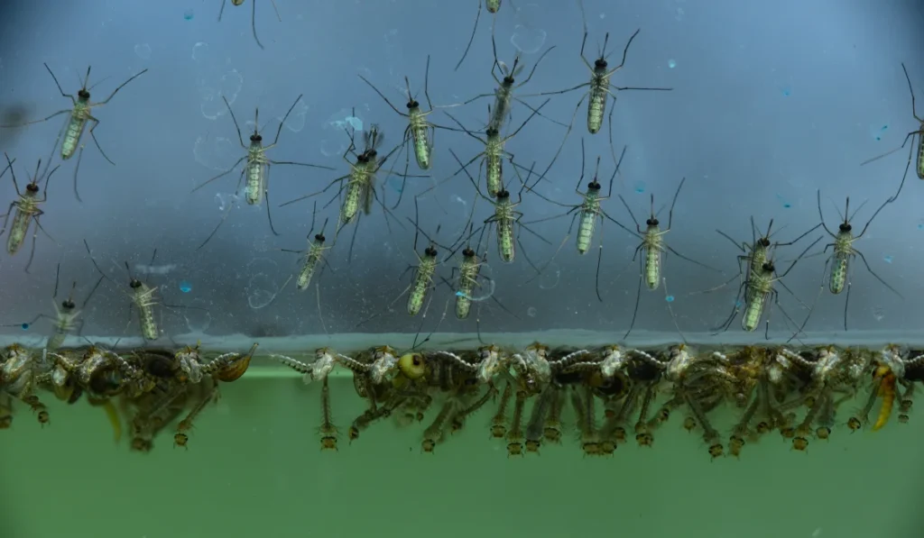 Mosquito larvae