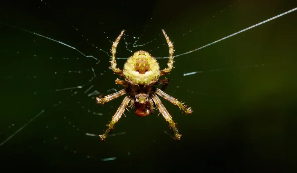 Orb-Weaver Spiders