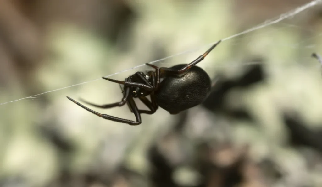 Tangle-web spiders