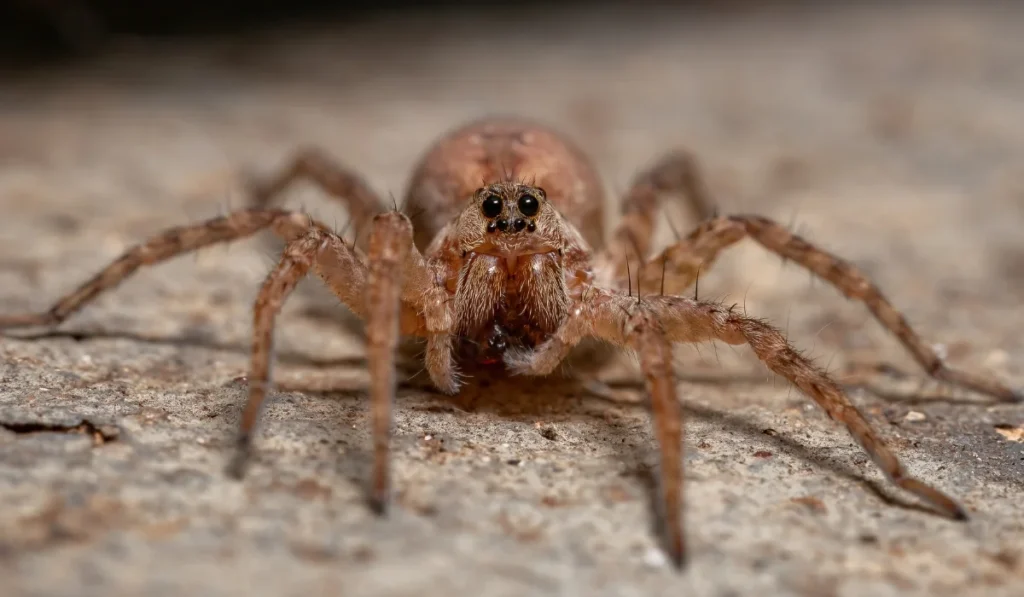 Wolf Spiders