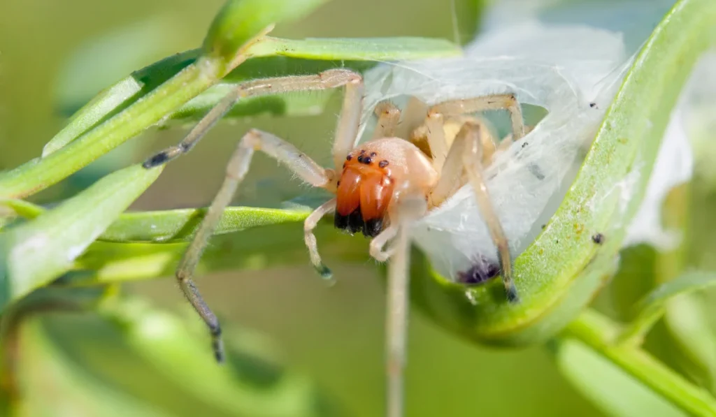 Yellow Sac Spiders