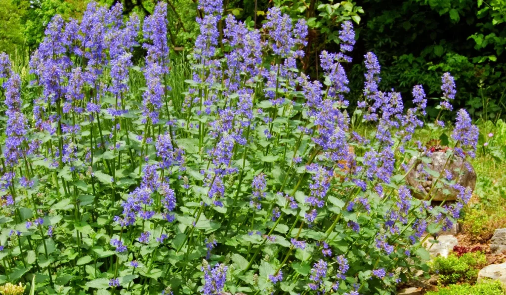 catnip plant