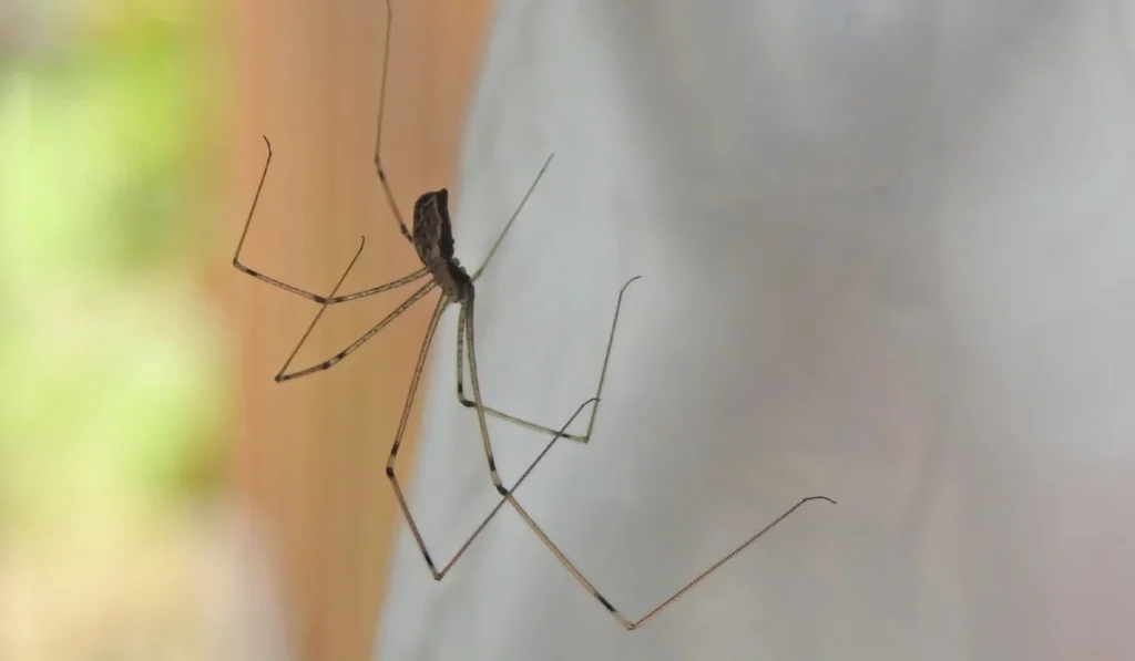 cellar spider