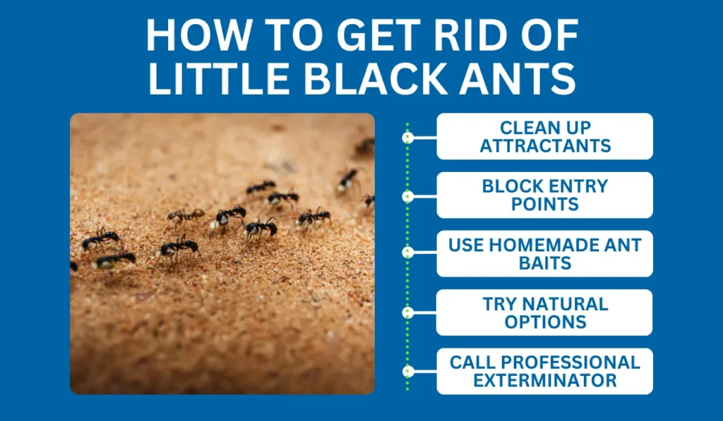 Get Rid of Little Black Ants