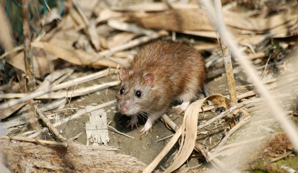 Norway Rats