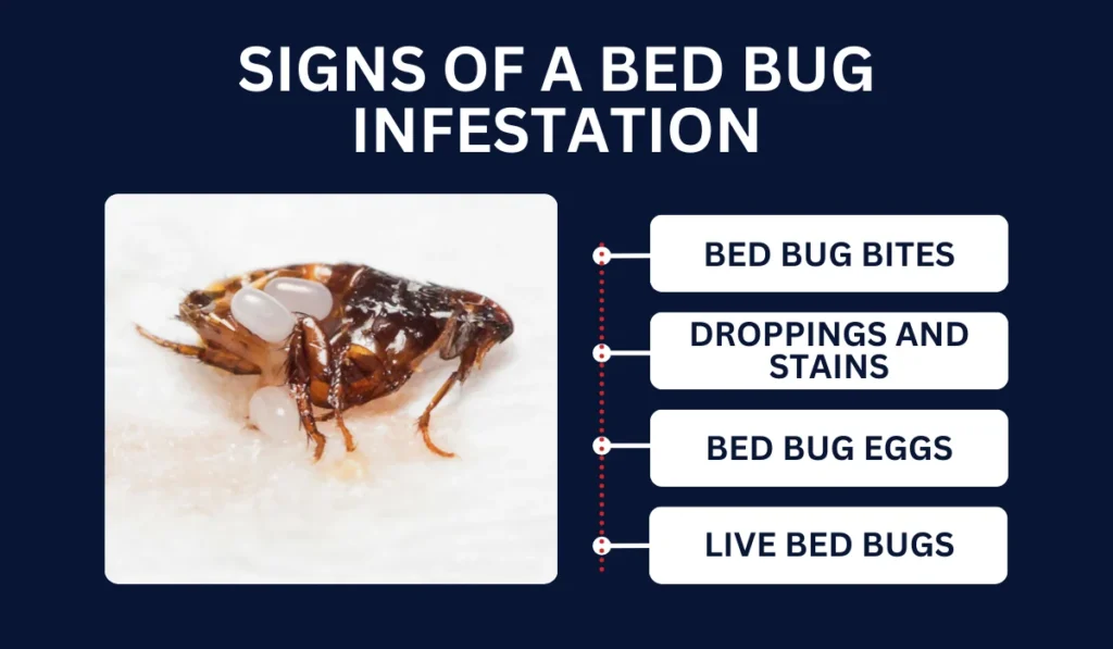 Signs of a Bed Bug Infestation