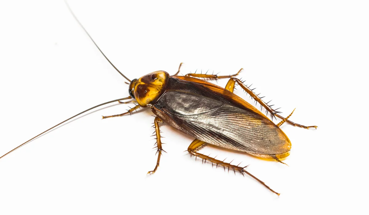 Turkestan Cockroach