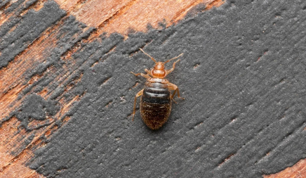 adult bed bug