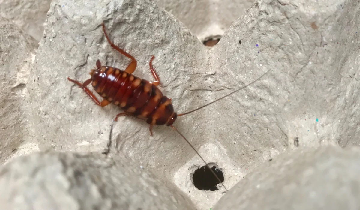 Brown-Banded Cockroach