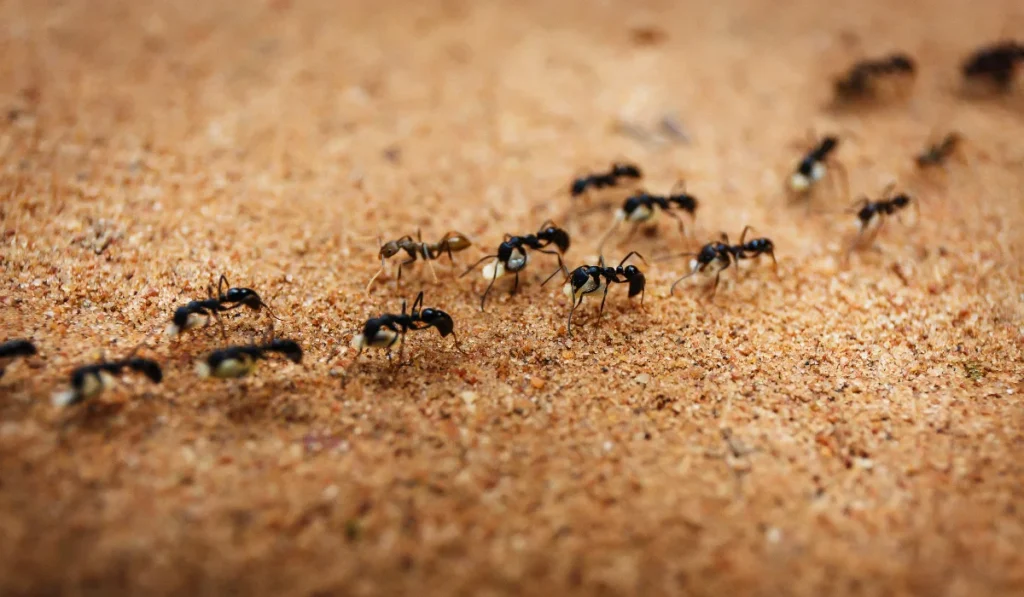 little black ants