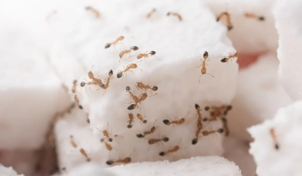 sugar ants