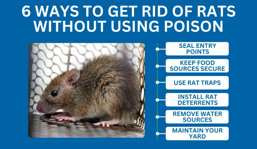 Ways to Get Rid of Rats Without Using Poison